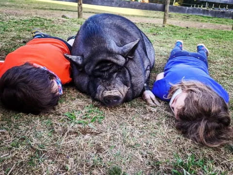 a group of people petting a pig