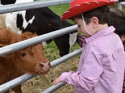 a person feeding a cow