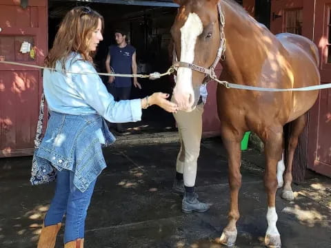 a person touching a horse