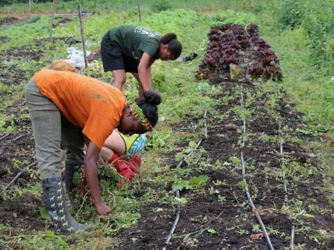 a few people working in a garden