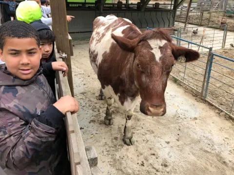 a boy and a cow in a pen