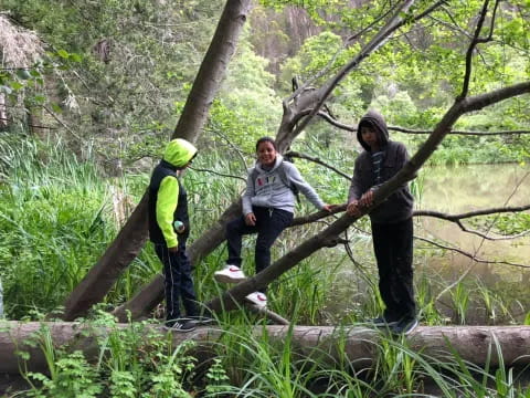 a group of people standing on a log in the woods