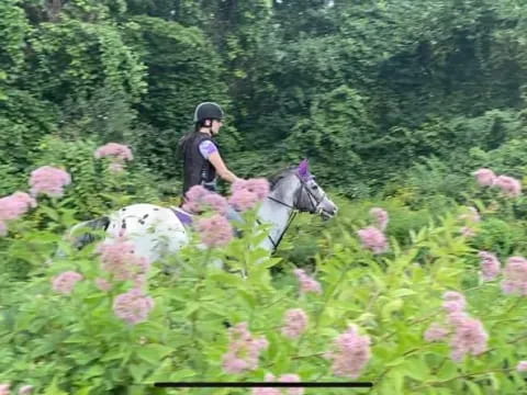a person riding a horse in a field of flowers