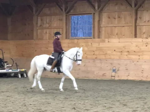 a person riding a white horse