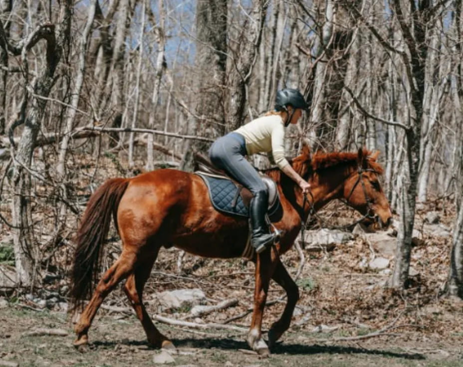 a person riding a horse