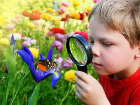 a boy looking at a butterfly