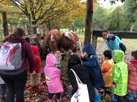 a group of people looking at a cow