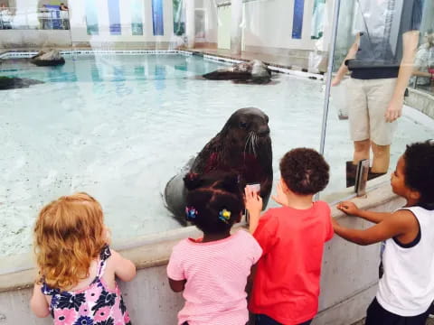 a group of children looking at a seal in a pool