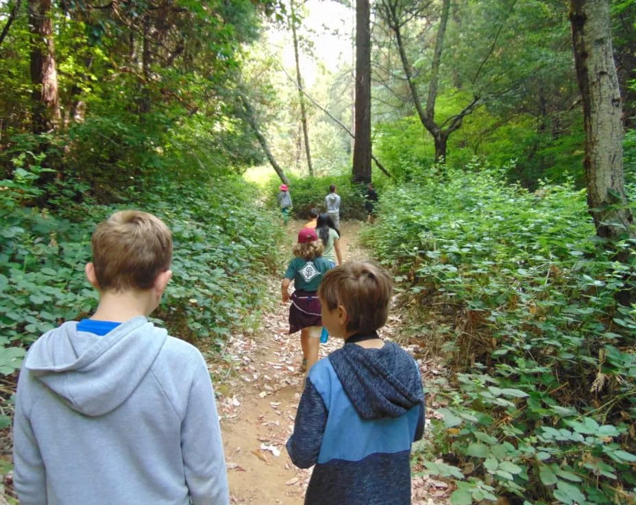 a group of children walking in a forest