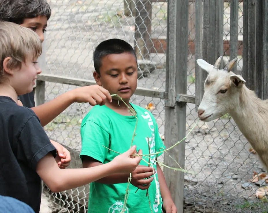a group of boys looking at a goat