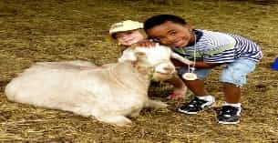 a boy and a baby petting a sheep