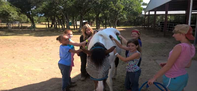 a group of children playing with a horse