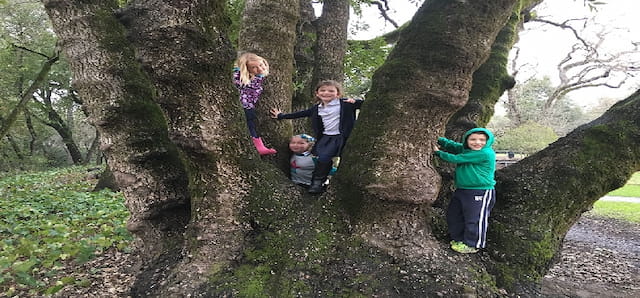 a group of kids in a tree