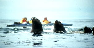 a group of seals in the water