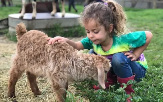 a girl petting a pig