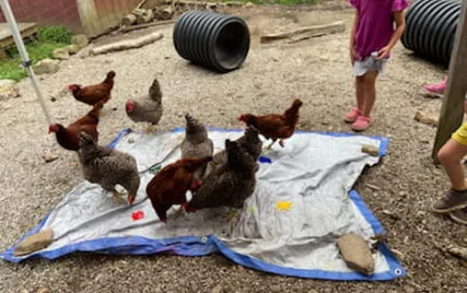 a group of chickens on a blanket