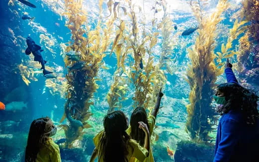 a group of people looking at fish in a tank with Birch Aquarium in the background