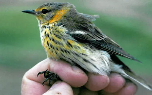 a small bird on a person's hand
