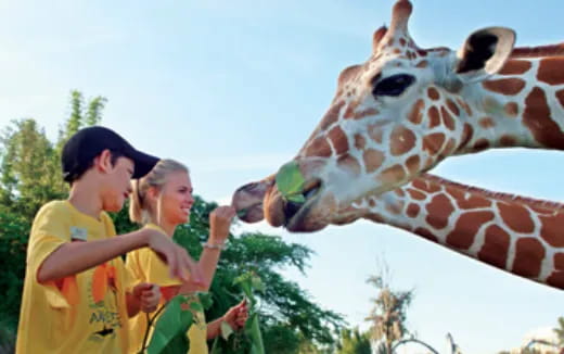 a couple of people feeding a giraffe