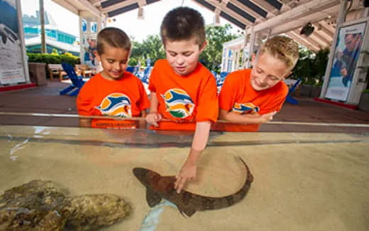 a group of boys looking at a turtle in a pond