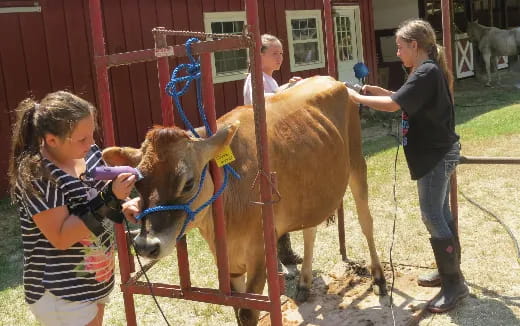 a group of people standing around a cow