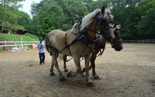 a man walking next to a couple of horses