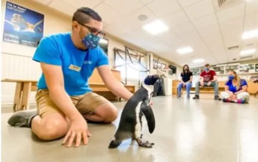 a person squatting down with a penguin on the back