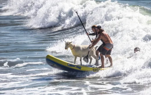 a man and a dog surfing