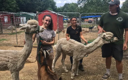 a group of people with llamas