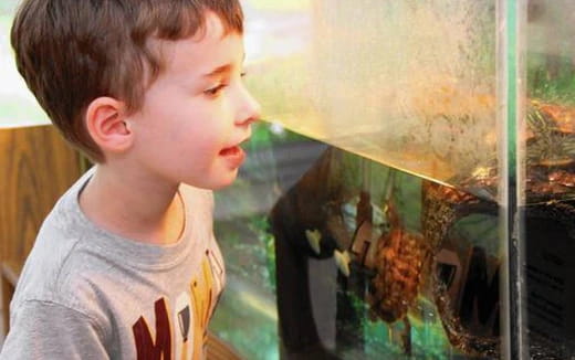 a boy looking at a fish tank