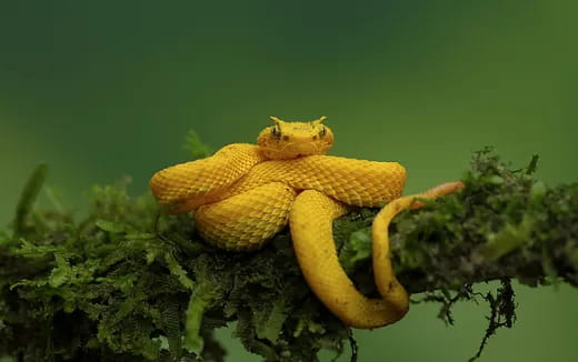 a yellow mushroom on a branch