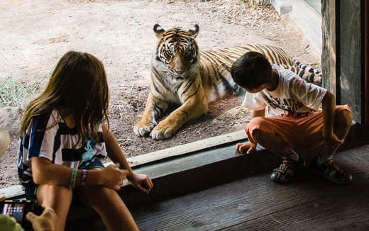 a tiger and children sitting on a wooden bench