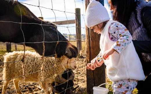 a person feeding a cow