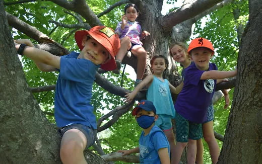 a group of kids in a tree