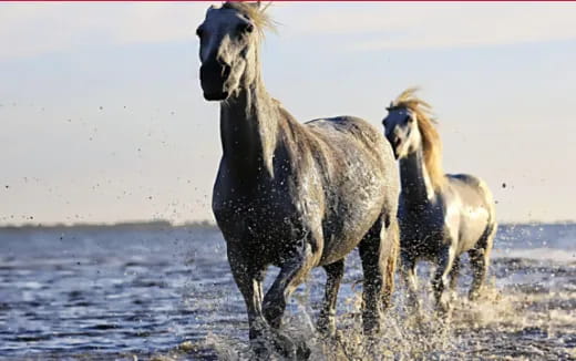 a couple of horses running in water