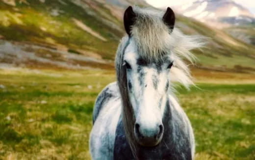 a horse with a white mane