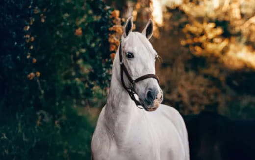 a white horse with a black mane