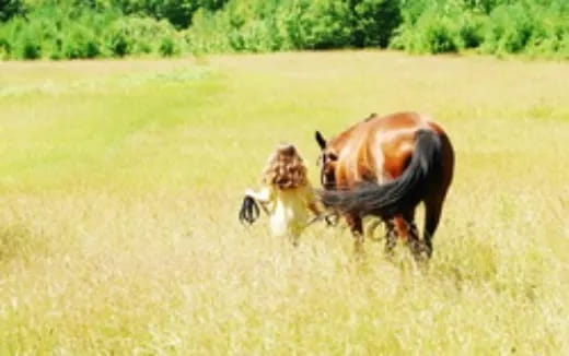 a lion and a lioness in a field