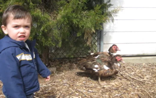 a boy standing next to a chicken