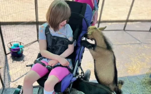 a child sitting in a stroller petting a llama