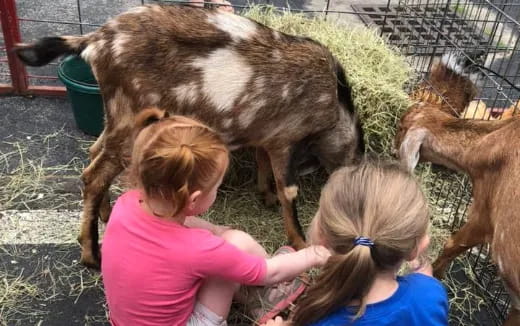 two girls looking at a goat