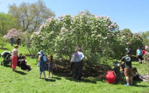 a group of people standing around a tree with white flowers