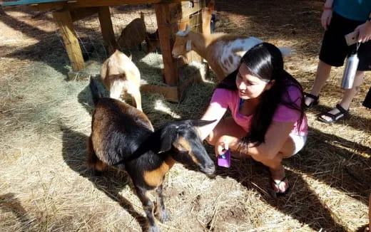 a person feeding a goat