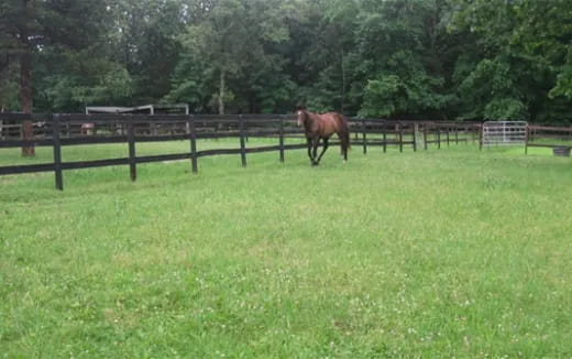 a horse in a fenced pasture