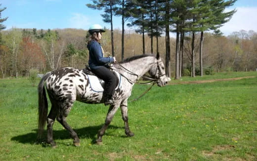 a person riding a horse