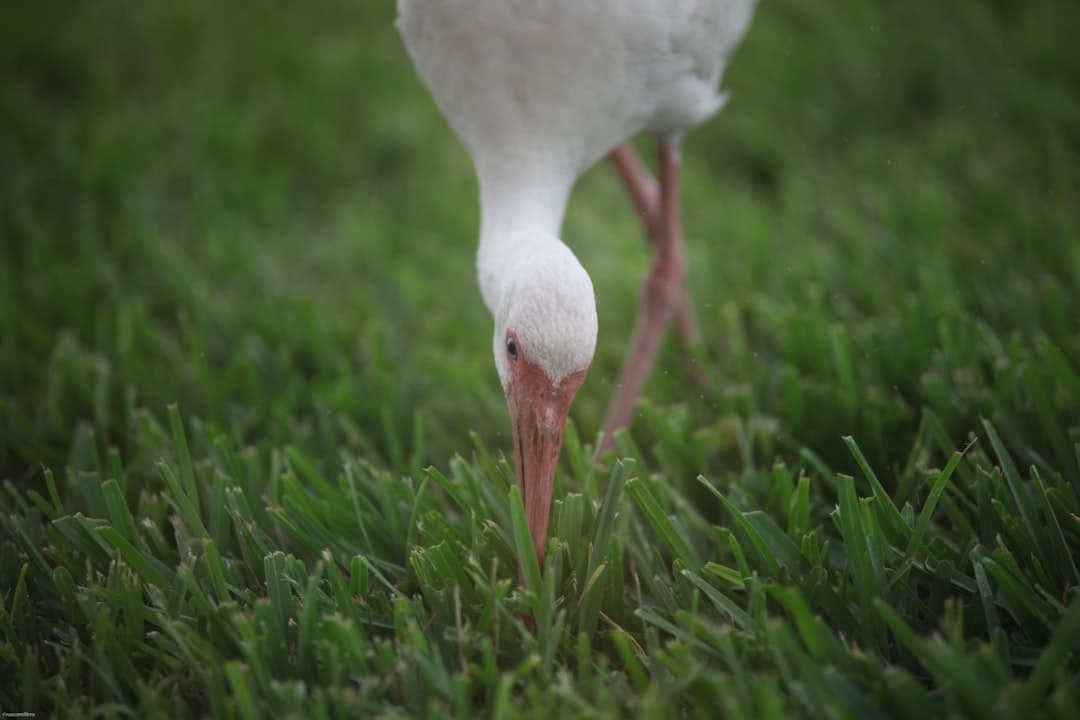 close-up photography of white duck perching on green grass during dayrime