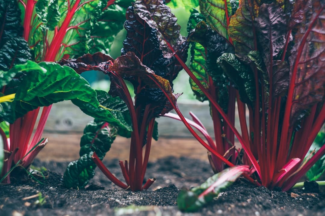 green and red plant