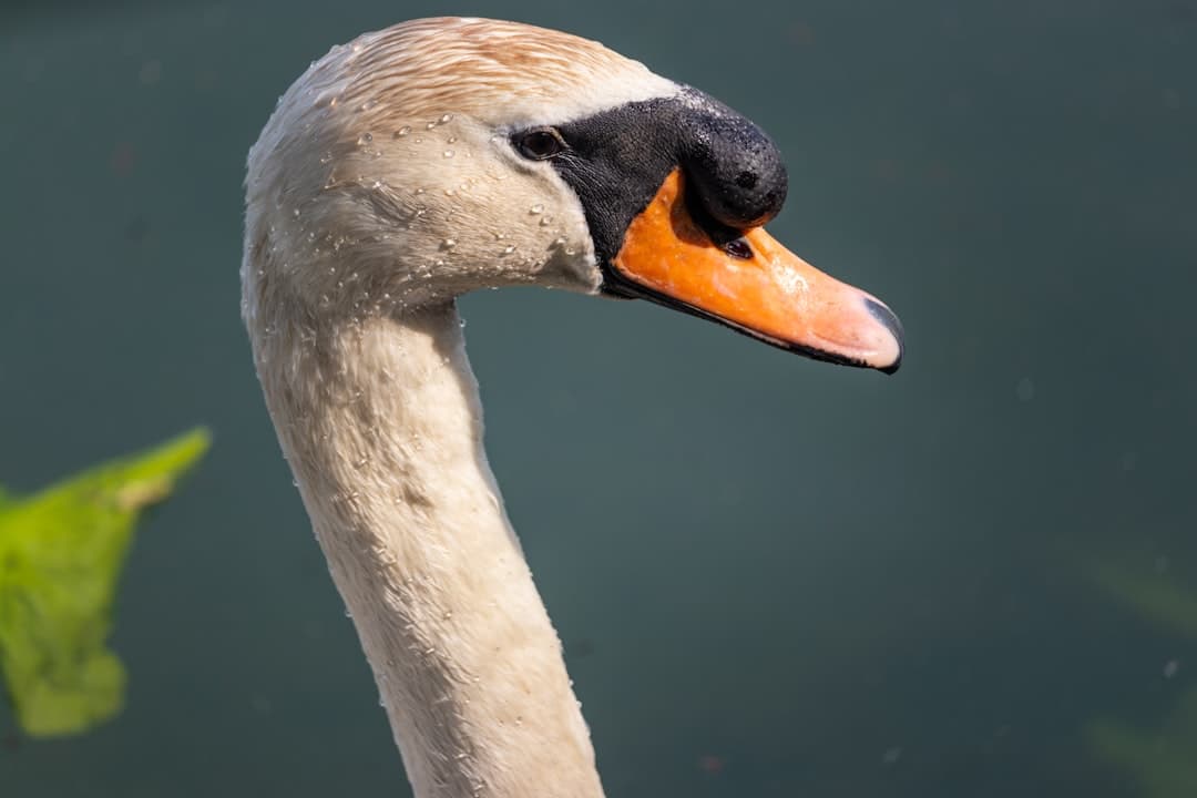 selective focus photography of white goose