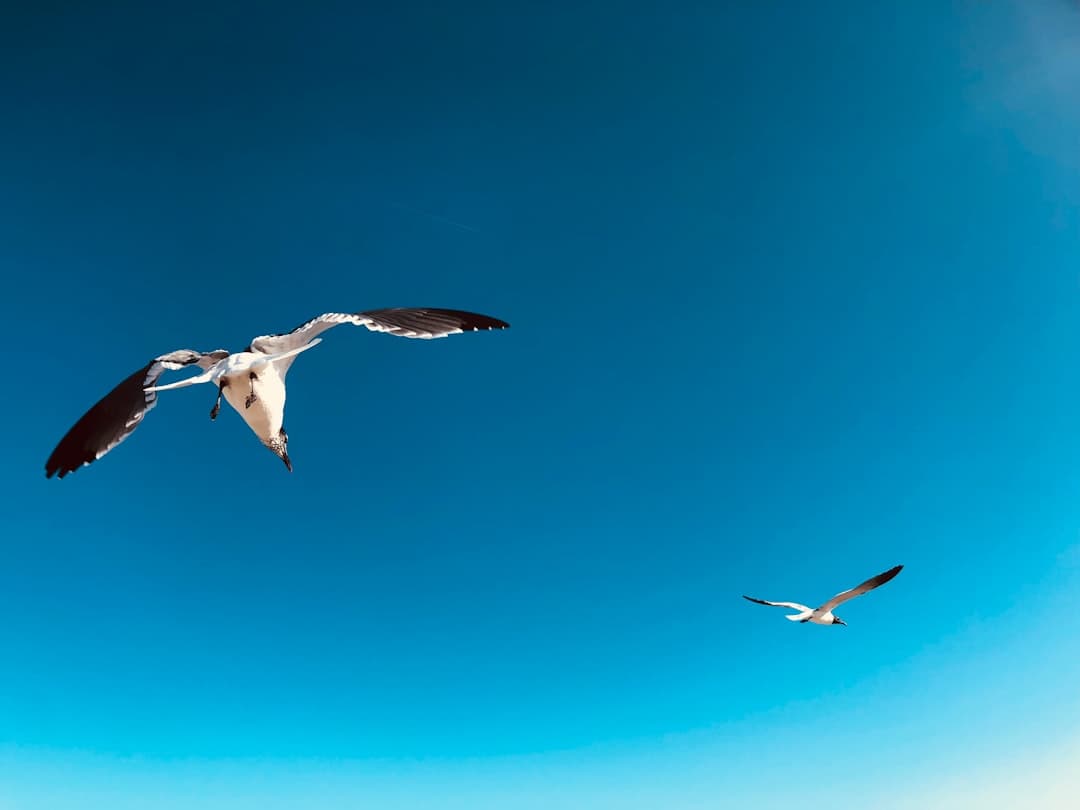 two flying white birds