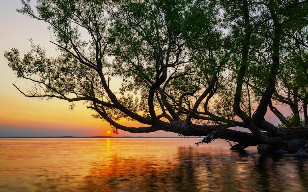 tree near body of water